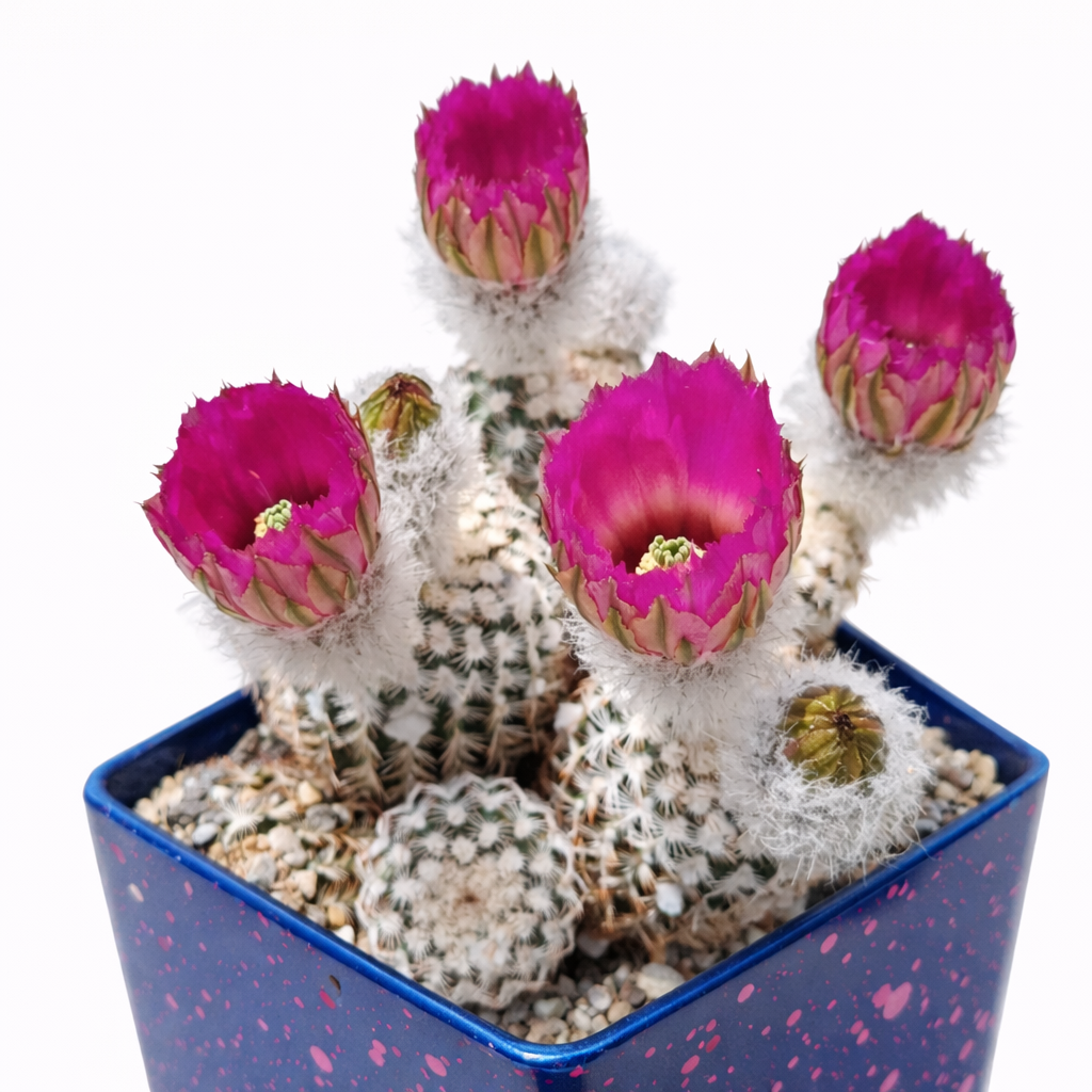 Echinocereus reichenbachii small clustered cactus with bright magenta flowers in blue pot
