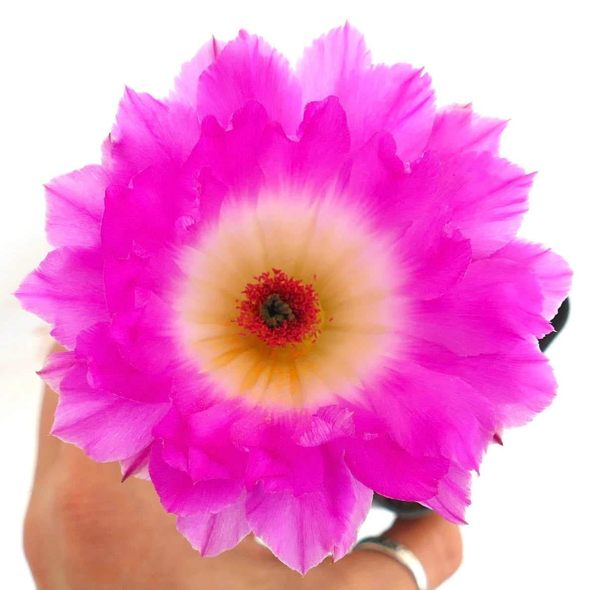 Echinocereus rigidissimus subs. rubispinus 2-5cm