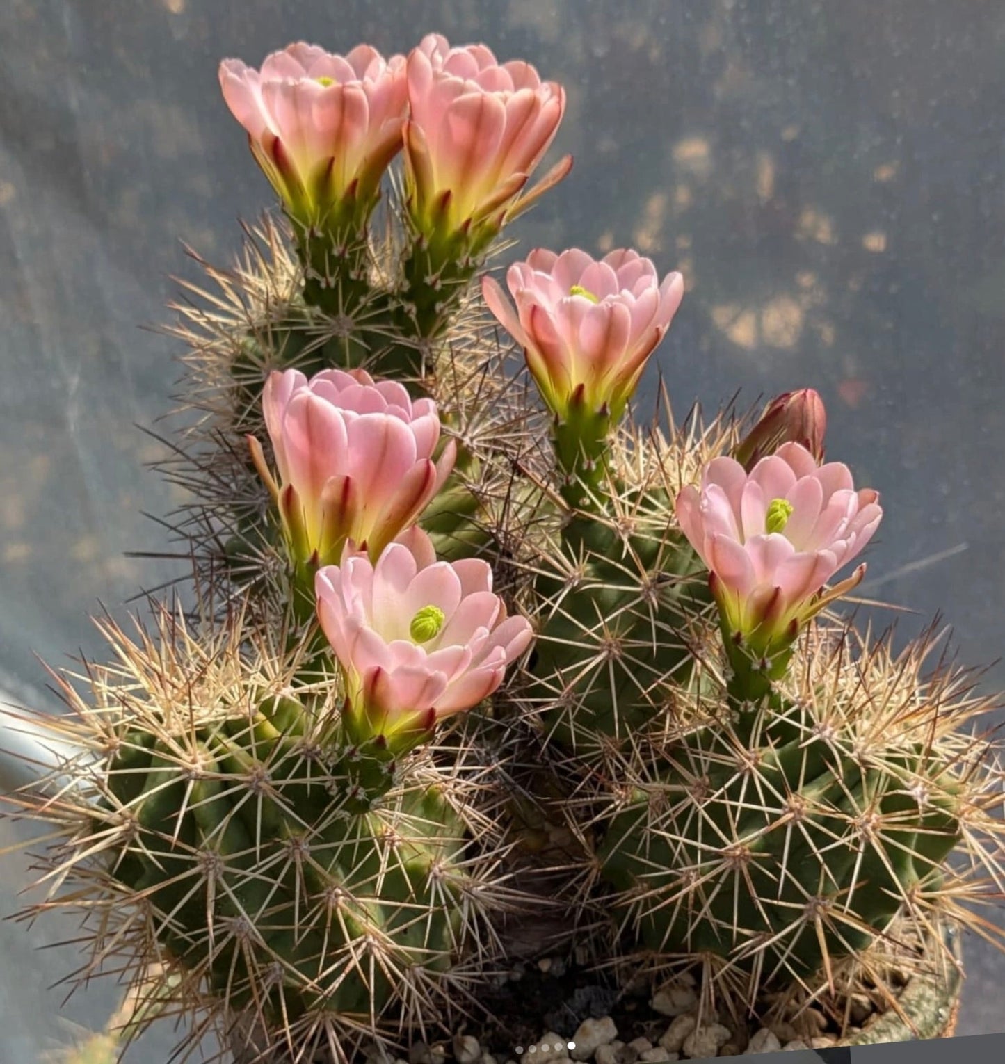 Echinocereus roetteri cactus with pale pink flowers and dense spines in pot
