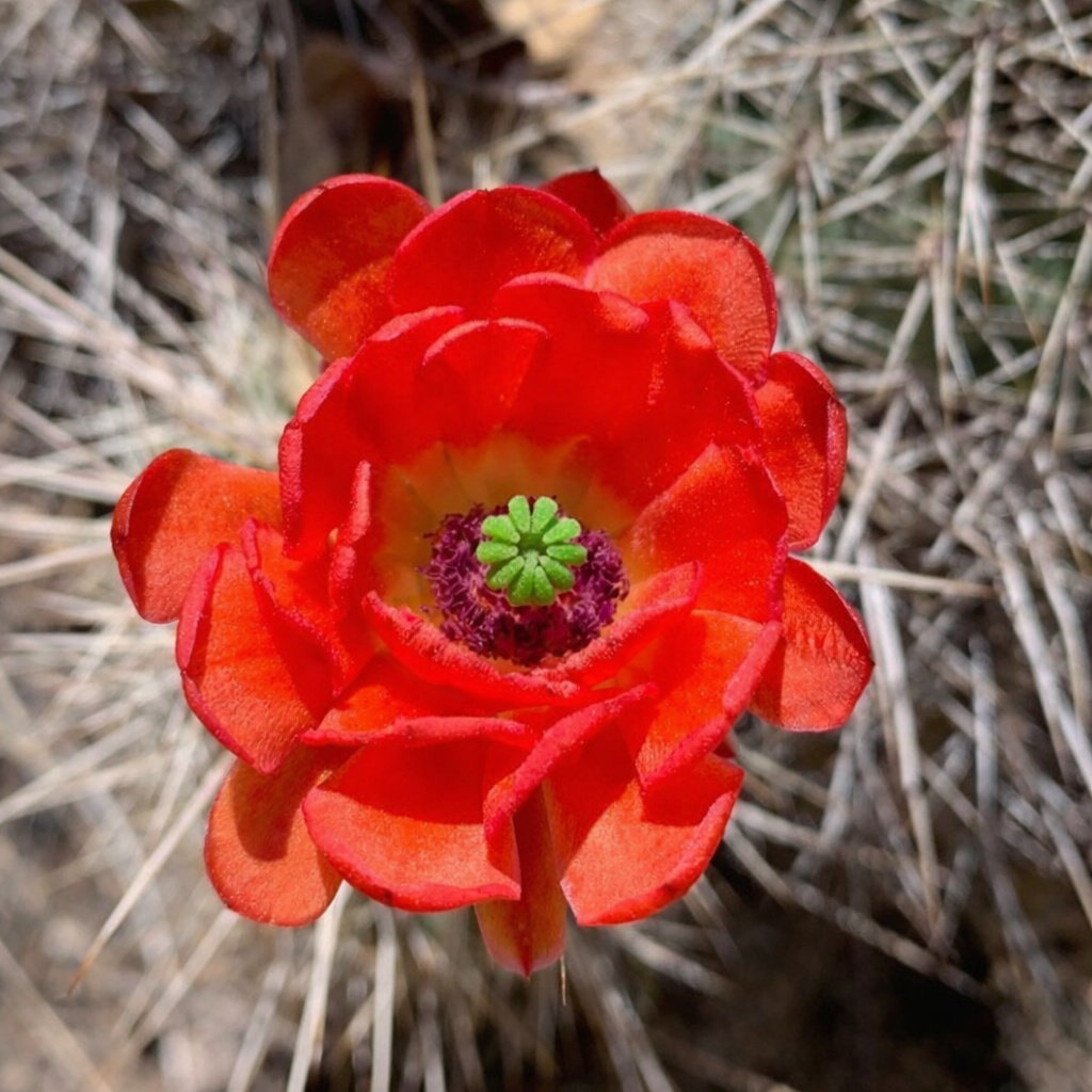 Echinocereus santaritensis bright red cactus flower with green and purple center and spiny background