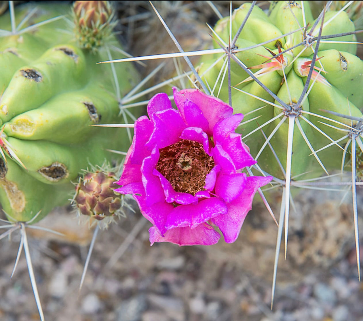 Echinocereus sarissophorus cactus con fiore rosa acceso e lunghe spine appuntite