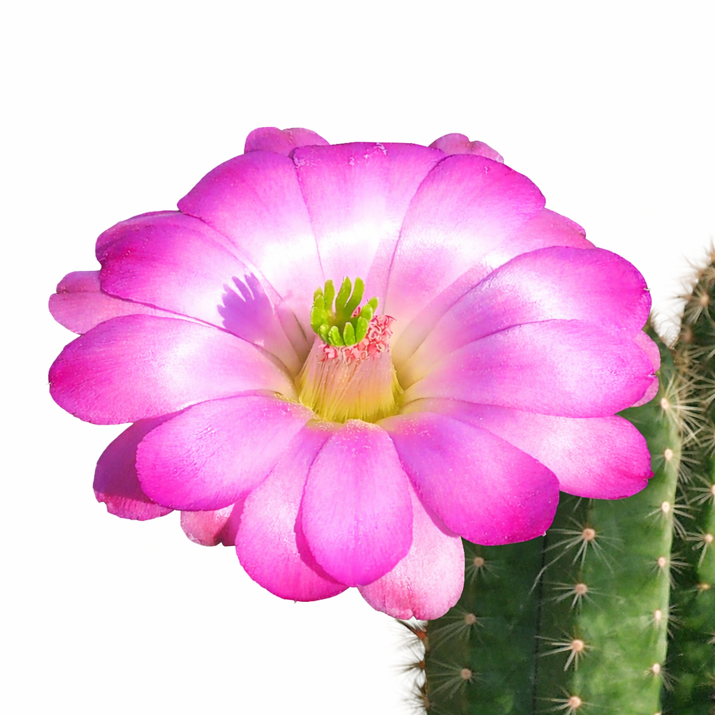 Echinocereus schereri cactus with vibrant pink flower and green spiny stem