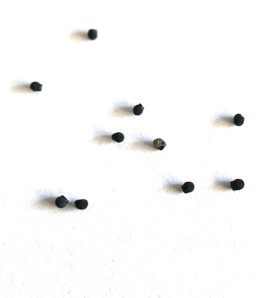 Echinocereus stoloniferus small black cactus seeds scattered on white background