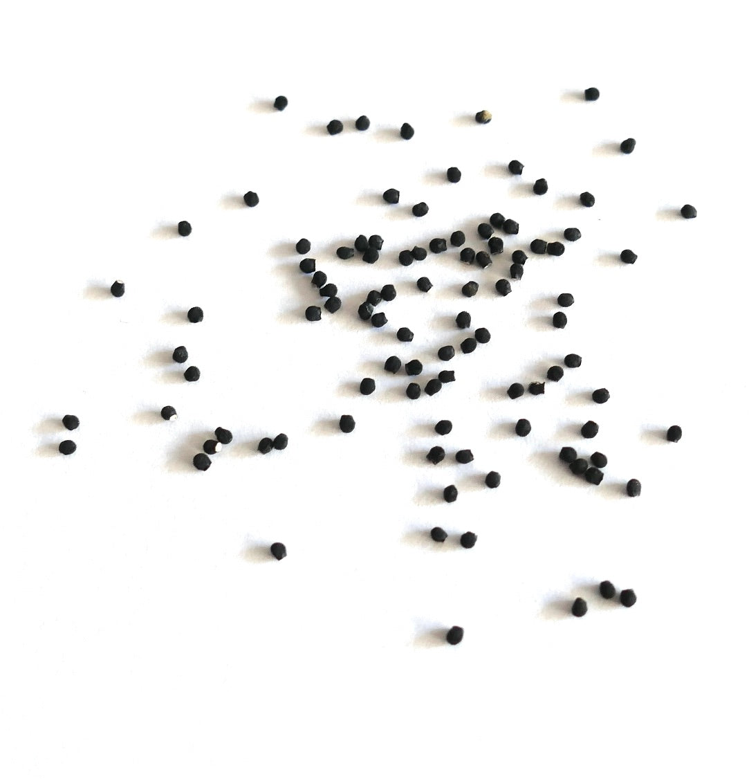 Echinocereus stoloniferus small black cactus seeds scattered on white background
