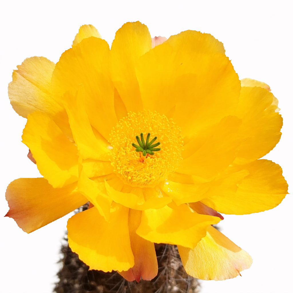 Echinocereus tayopensis bright yellow cactus flower with green stigma and spiny base