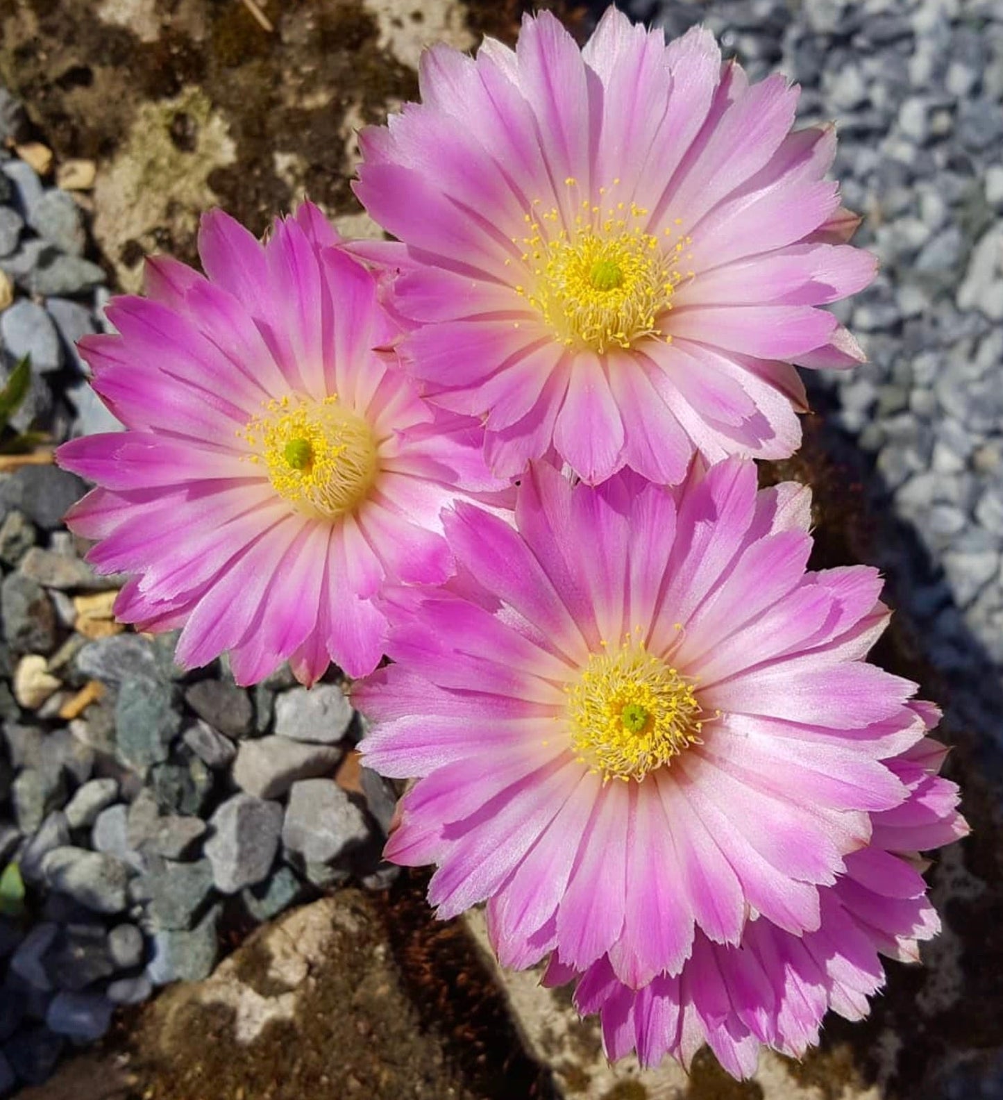 Echinocereus weinbergii cactus with vibrant pink and yellow flowers in rocky soil