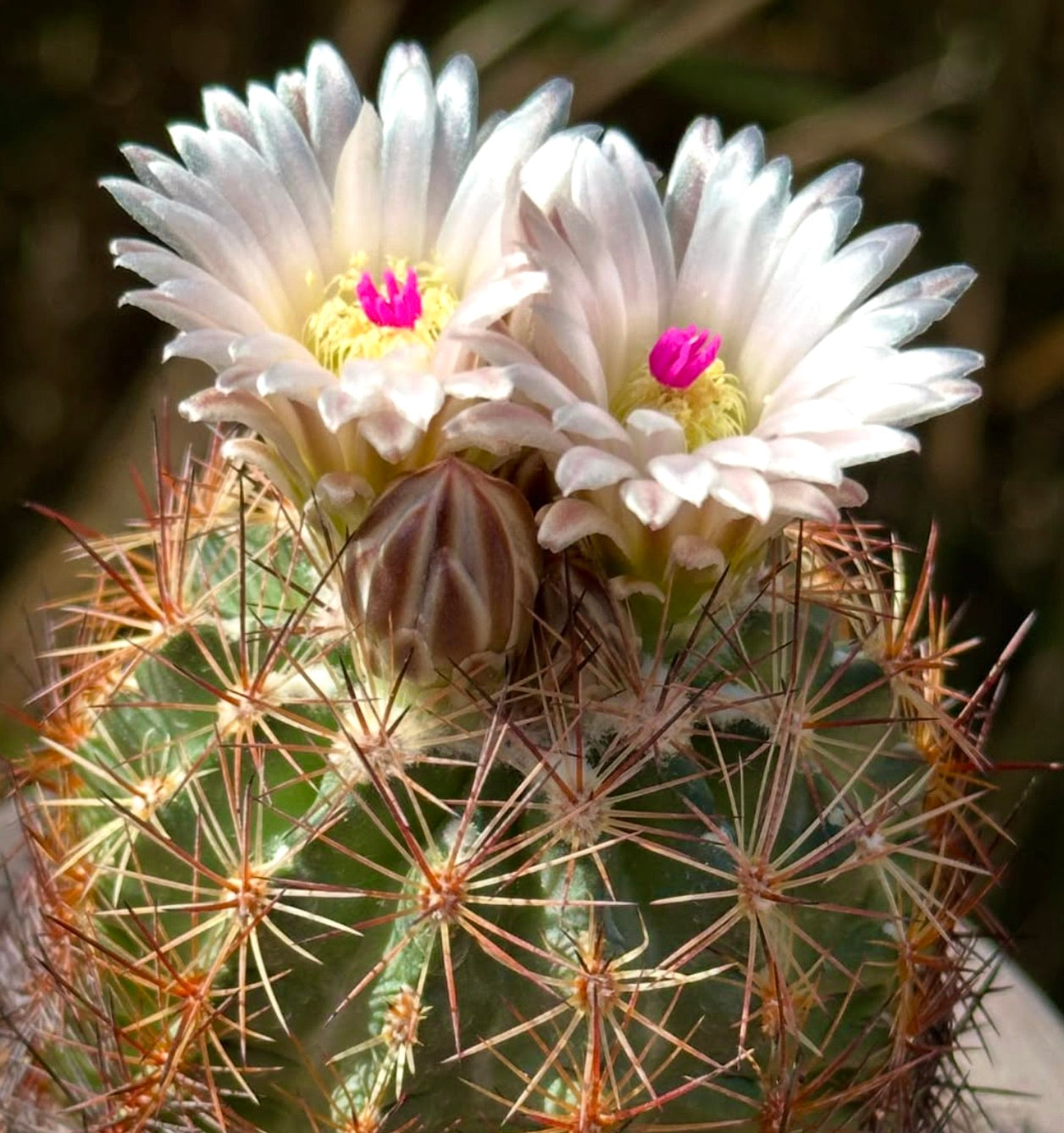 Echinomastus intertextus cactus with white flowers and prominent reddish spines