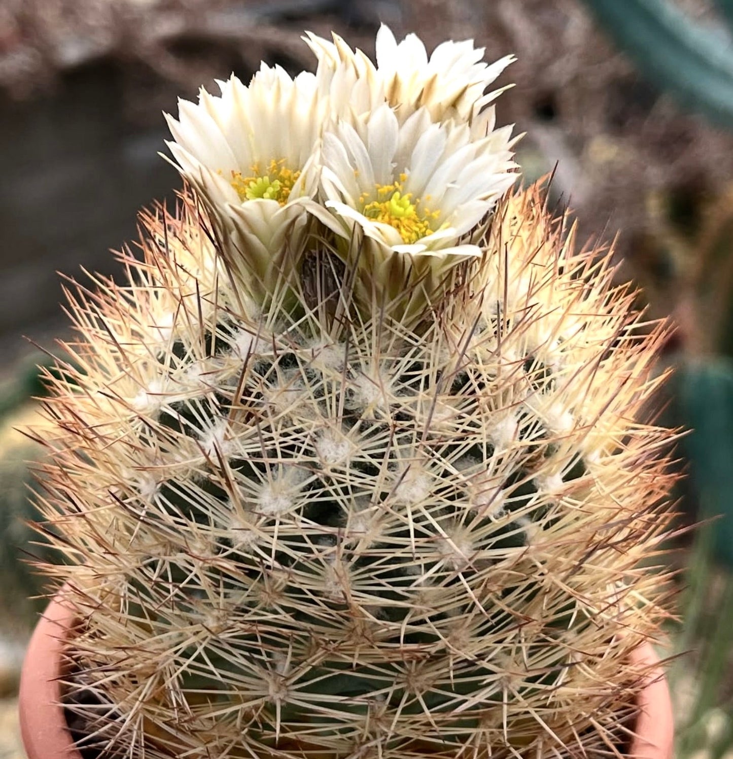 Echinomastus warnockii cactus with dense spines and white flowers in terracotta pot