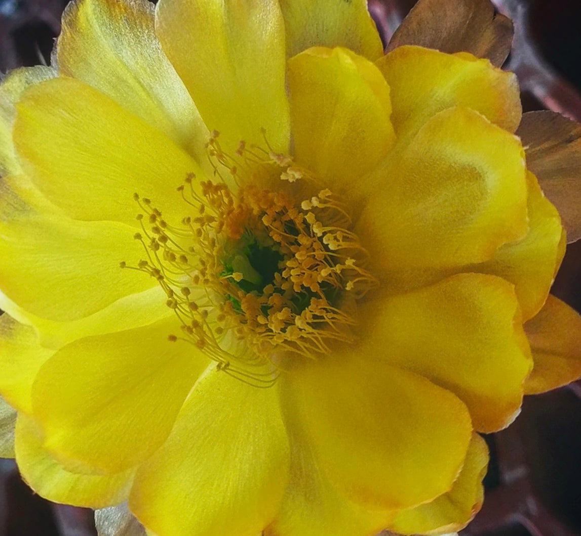 Fiore giallo brillante di cactus Echinopsis aurea var. fallax in primo piano con delicati stami