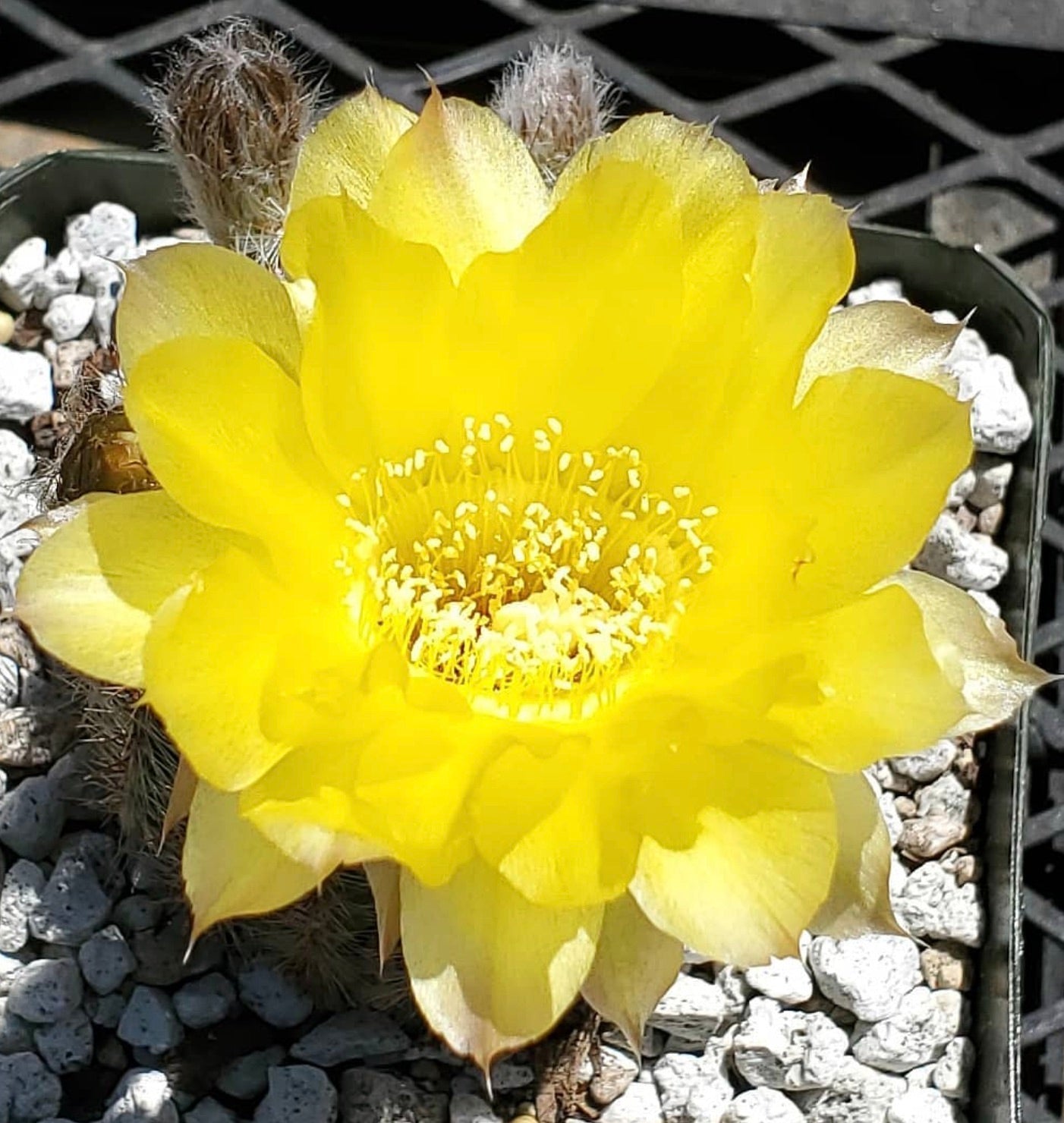 Echinopsis aurea var. leucomalla raro cactus in vaso con fiori giallo brillante