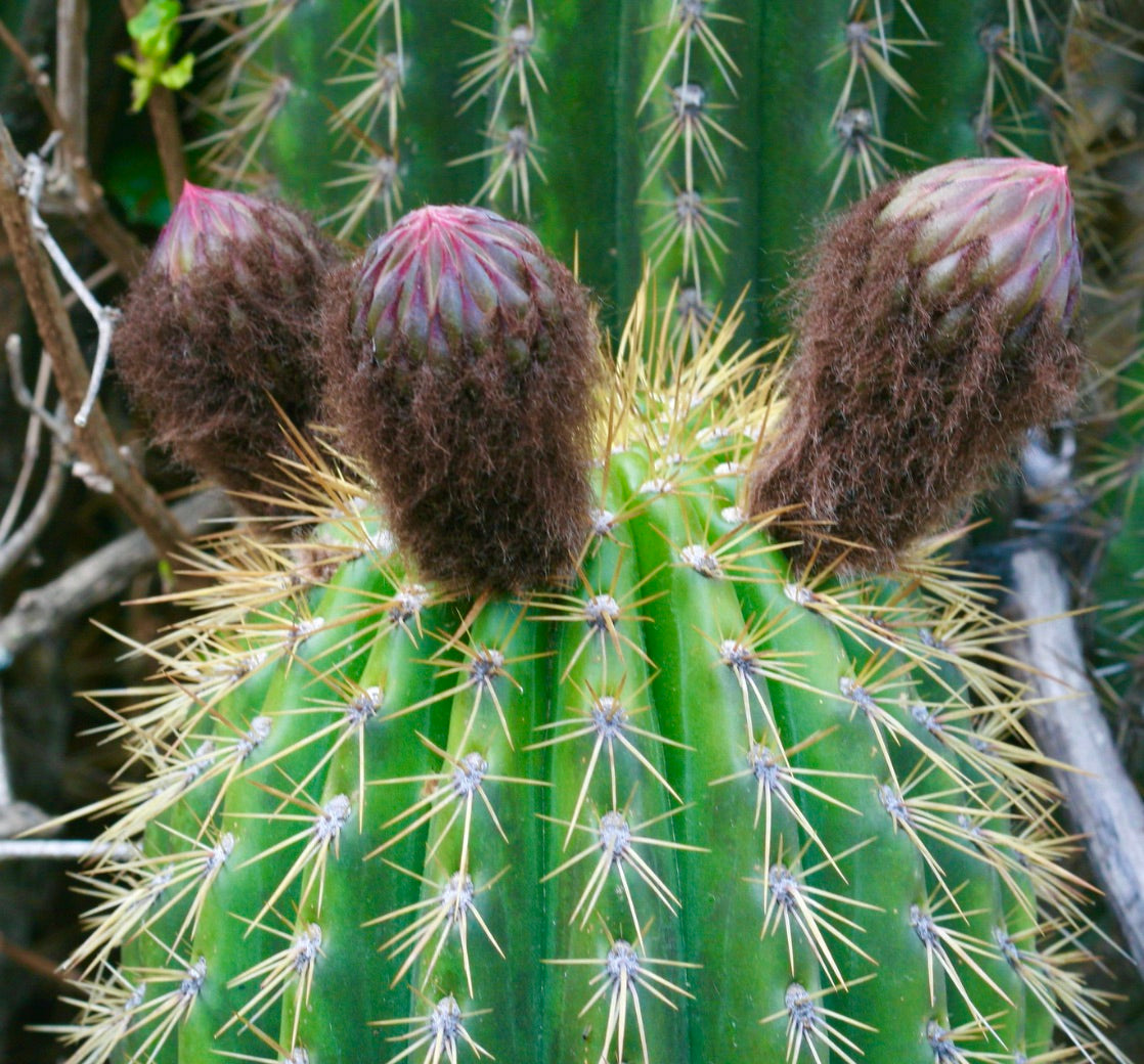 Echinopsis cochabambensis cactus with green ribbed body and fuzzy brown flower buds