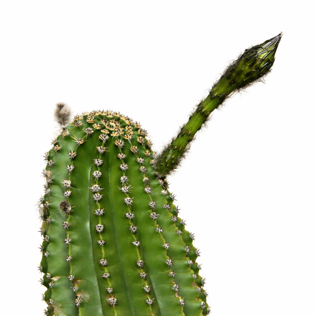 Echinopsis eyriesii cactus con bocciolo verde allungato e piccole spine bianche