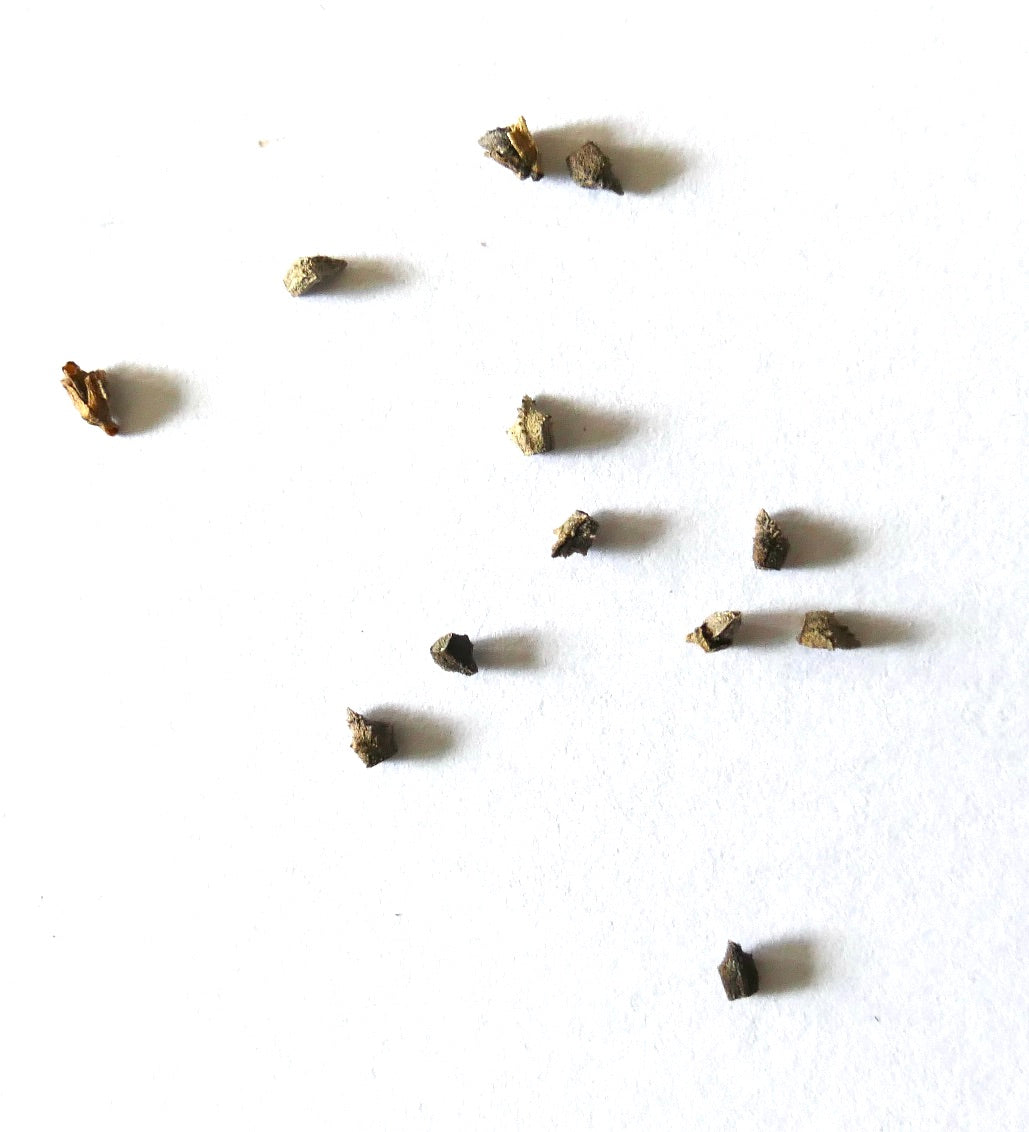 Echium callithyrsum seeds scattered on white background for rare plant cultivation