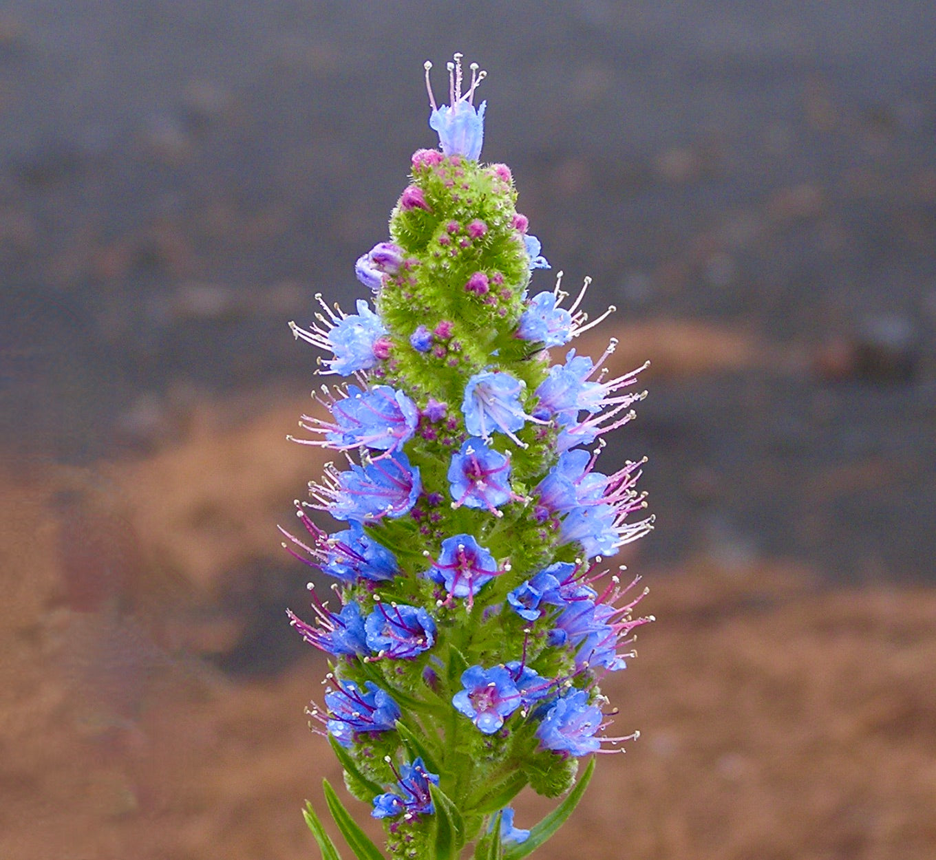 Echium callithyrsum rare flowering plant with blue and purple blossoms