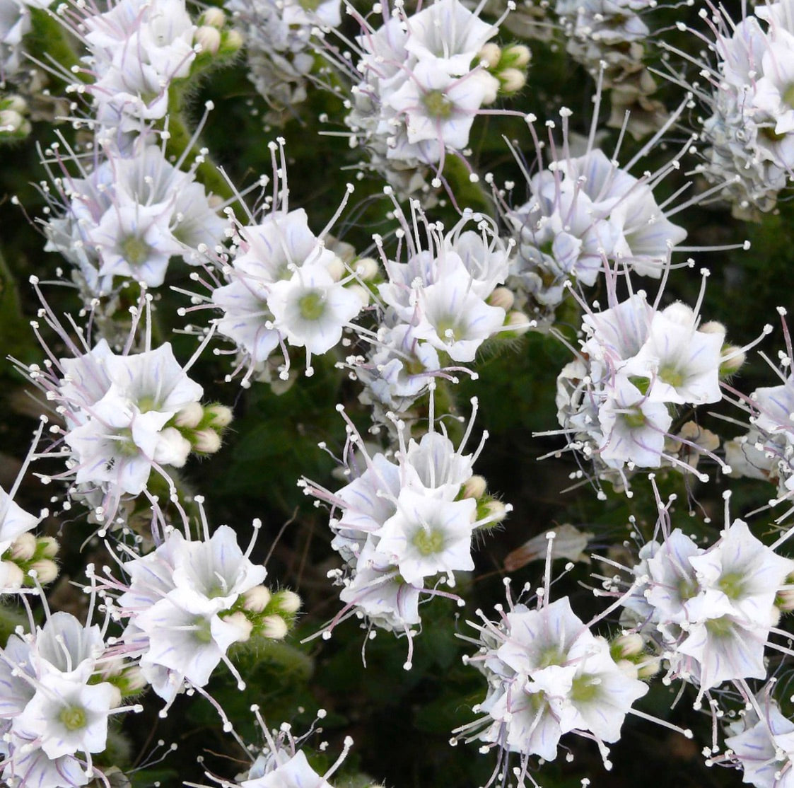 Echium simplex delicate white flowers with long stamens and green foliage