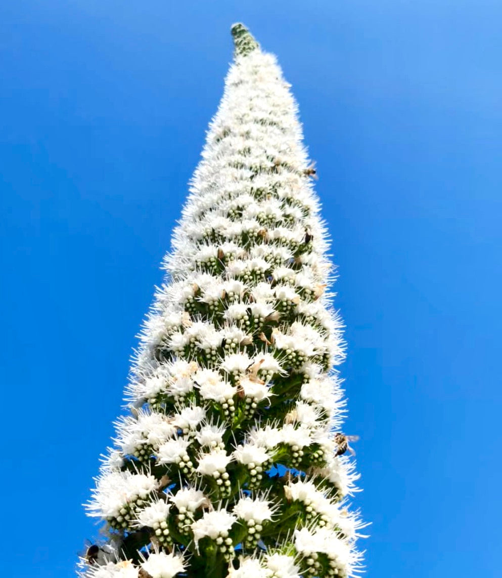 Spiga fiorita alta di Echium simplex con densi fiori bianchi contro il cielo azzurro