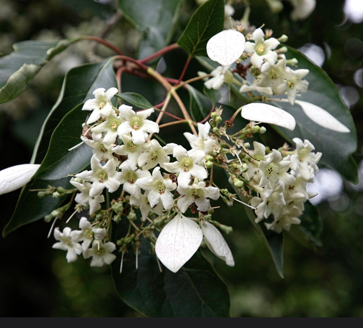 Emmenopterys henryi 40-50cm | Henry's tree | Chinese emmenopterys