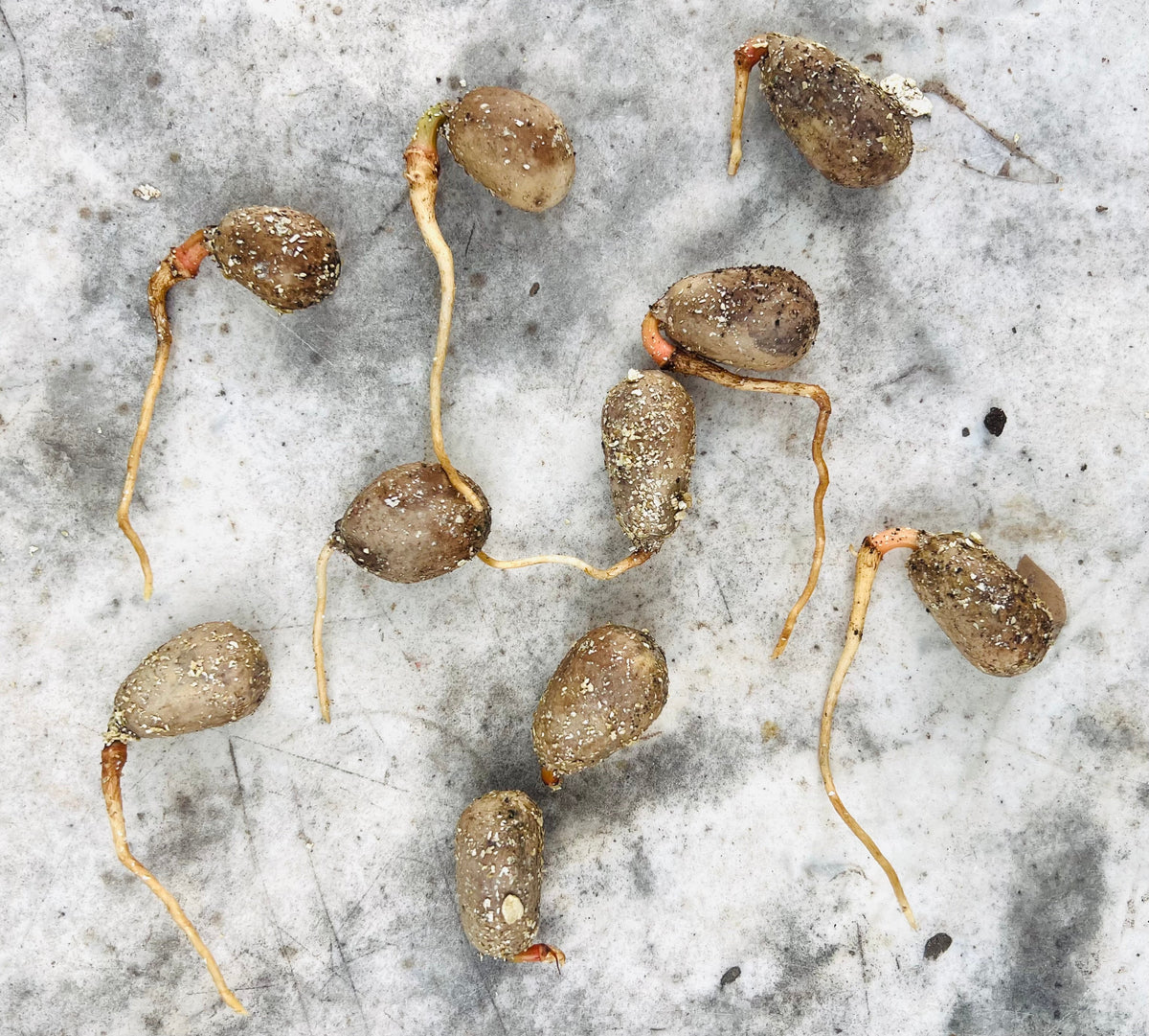 Encephalartos laurentianus Germinated Seeds | Laurent's cycad