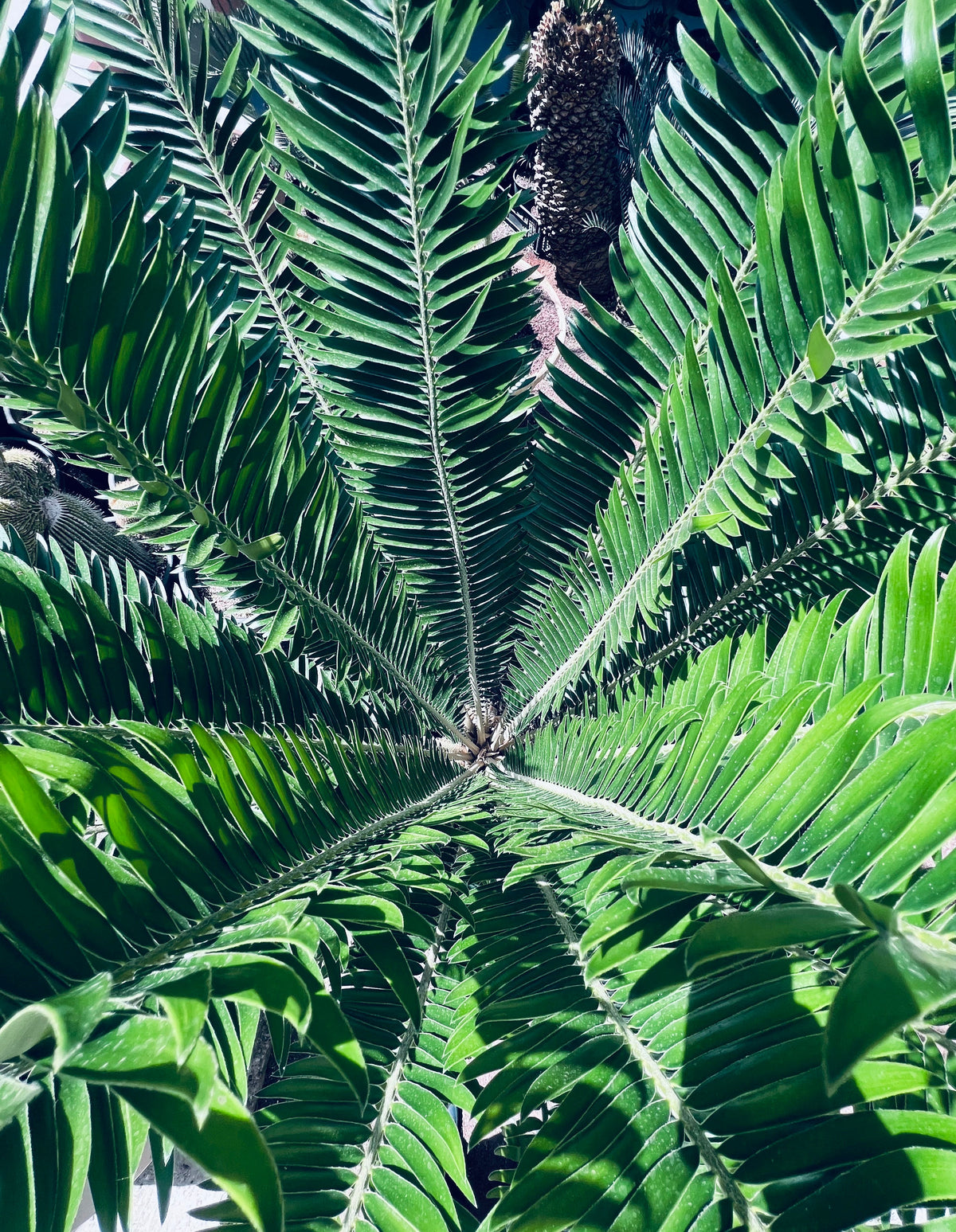 Encephalartos barteri Germinated Seeds | Barti's cycad | Barteri cycad