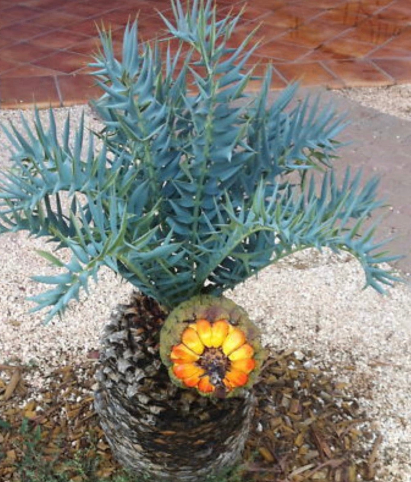 Encephalartos horridus SEEDS