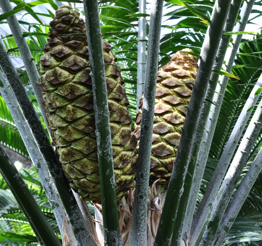 Encephalartos laurentianus | Laurent's cycad | Congo cycad