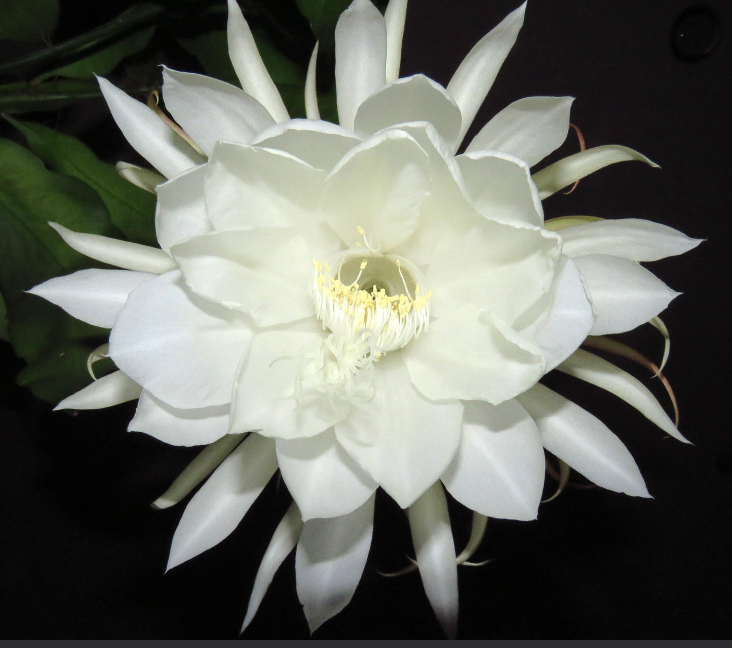 Epiphyllum oxypetalum cv MARYLIN (white flower) | Queen of the Night