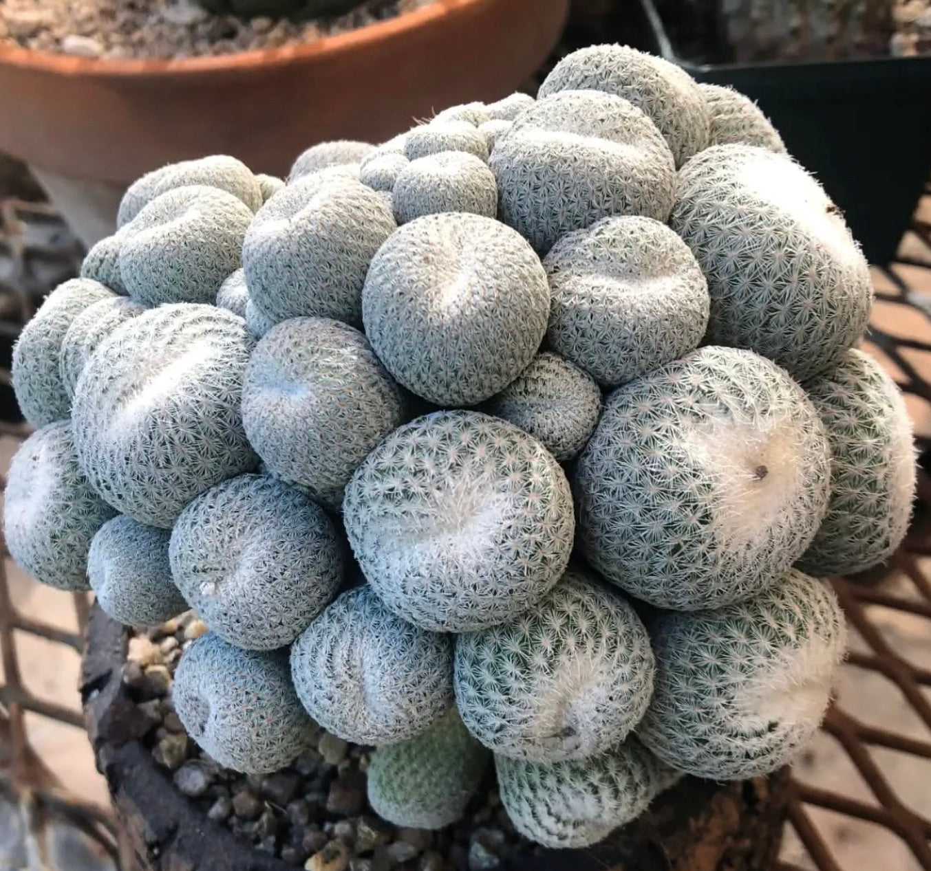 Epithelantha micromeris cluster of small round gray-green cacti with dense spines