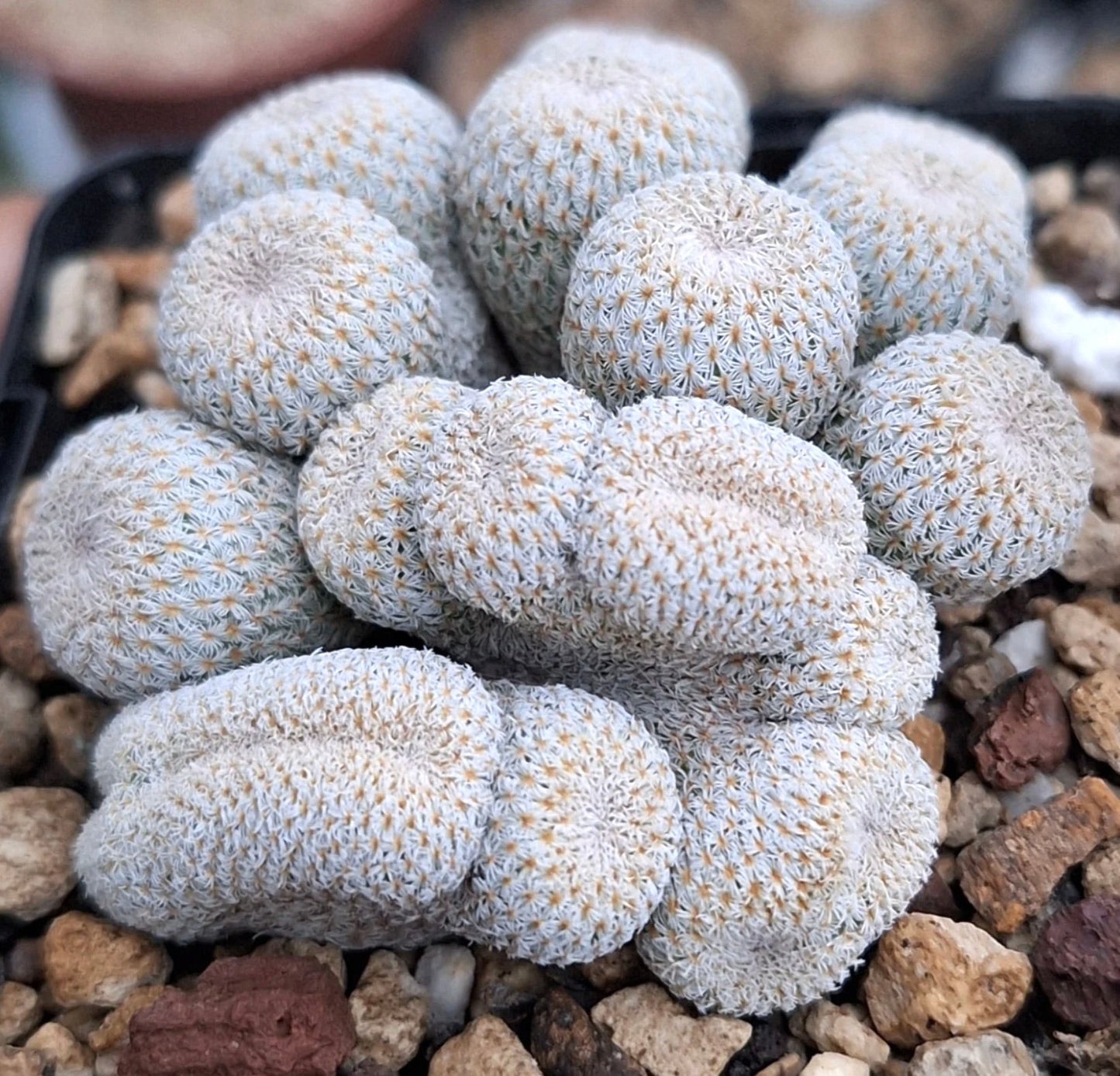 Epithelantha micromeris raro cactus raggruppato con spine bianche su terreno roccioso