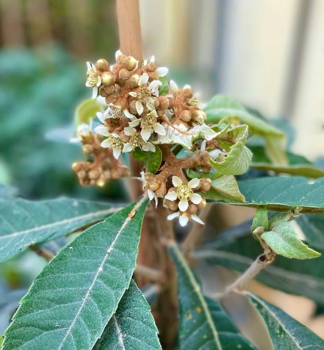 Eriobotrya japonica | Loquat | Japanese plum