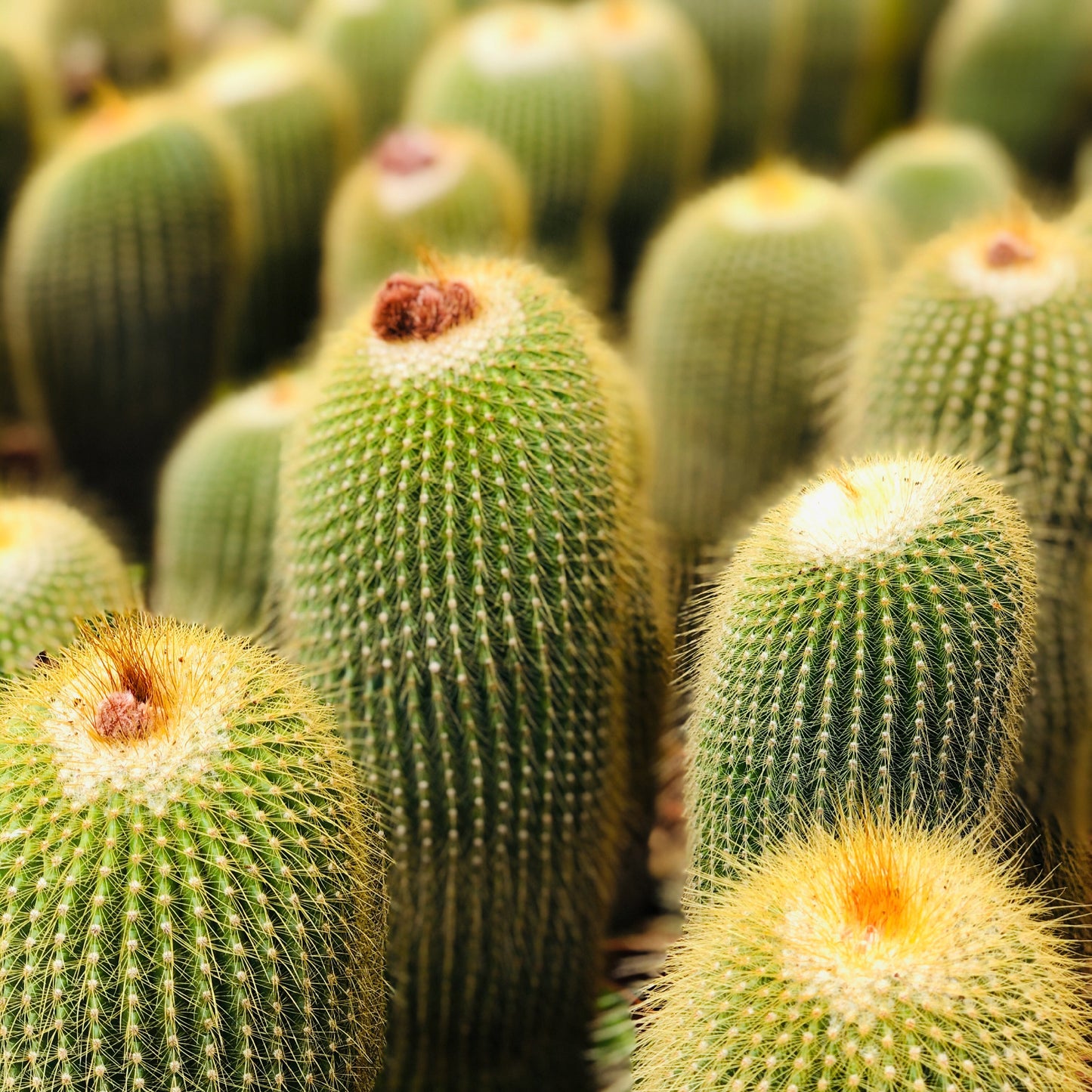 Eriocactus leninghausii tall green cactus with dense yellow spines and woolly tops