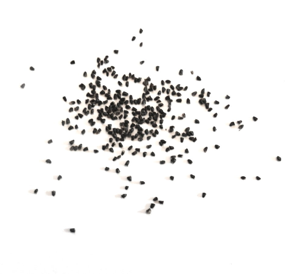 Eriocactus warasii cactus seeds scattered on white background for planting