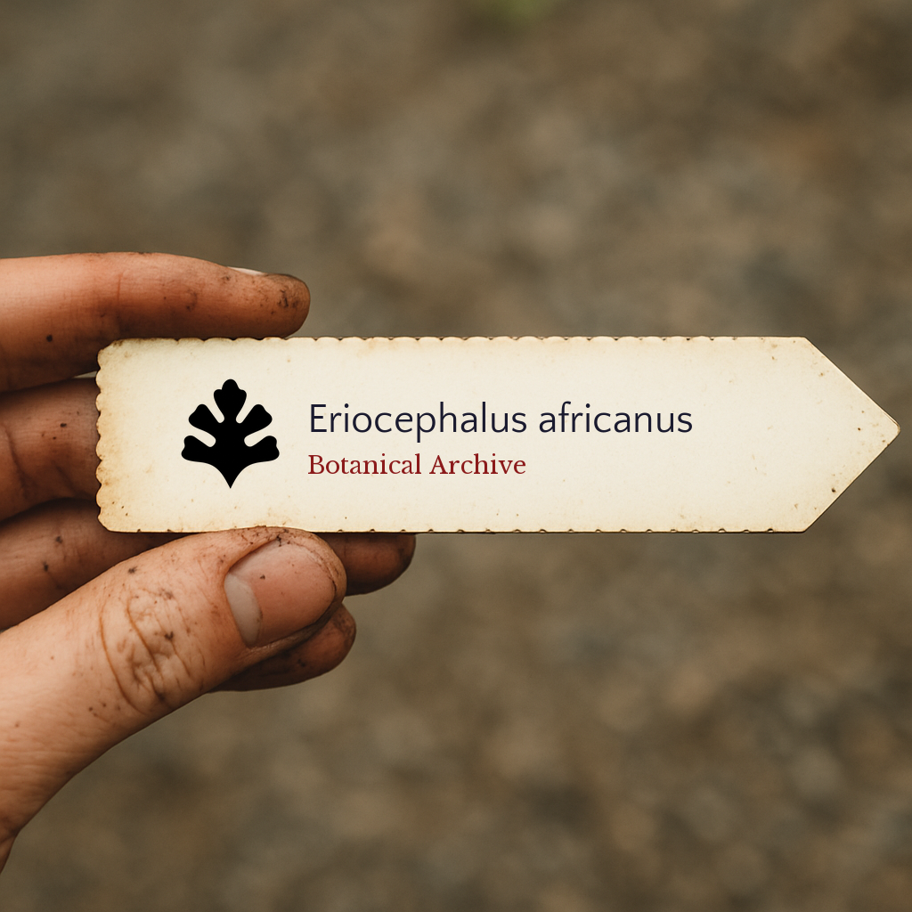 Eriocephalus africanus | Cape Snowbush, Wild Rosemary | 100 SEEDS
