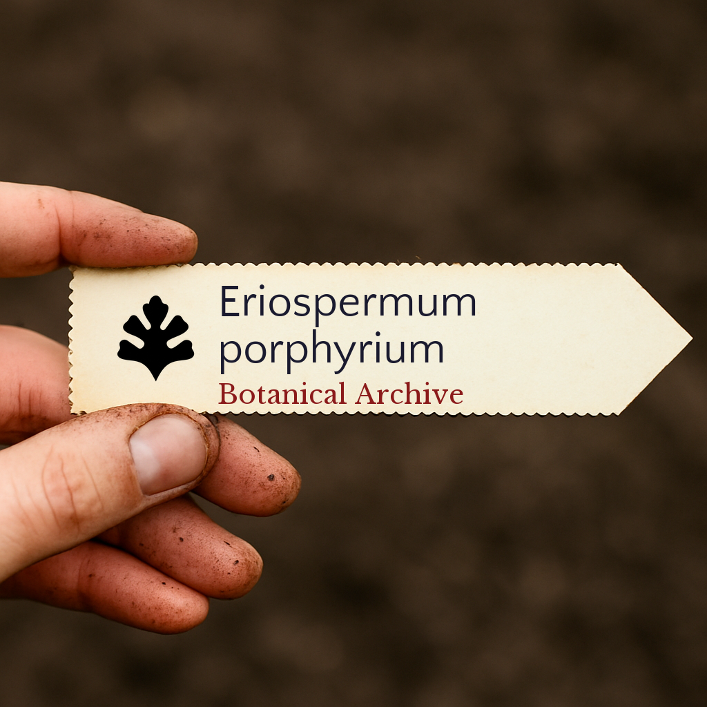 Eriospermum porphyrium | 10000 SEEDS