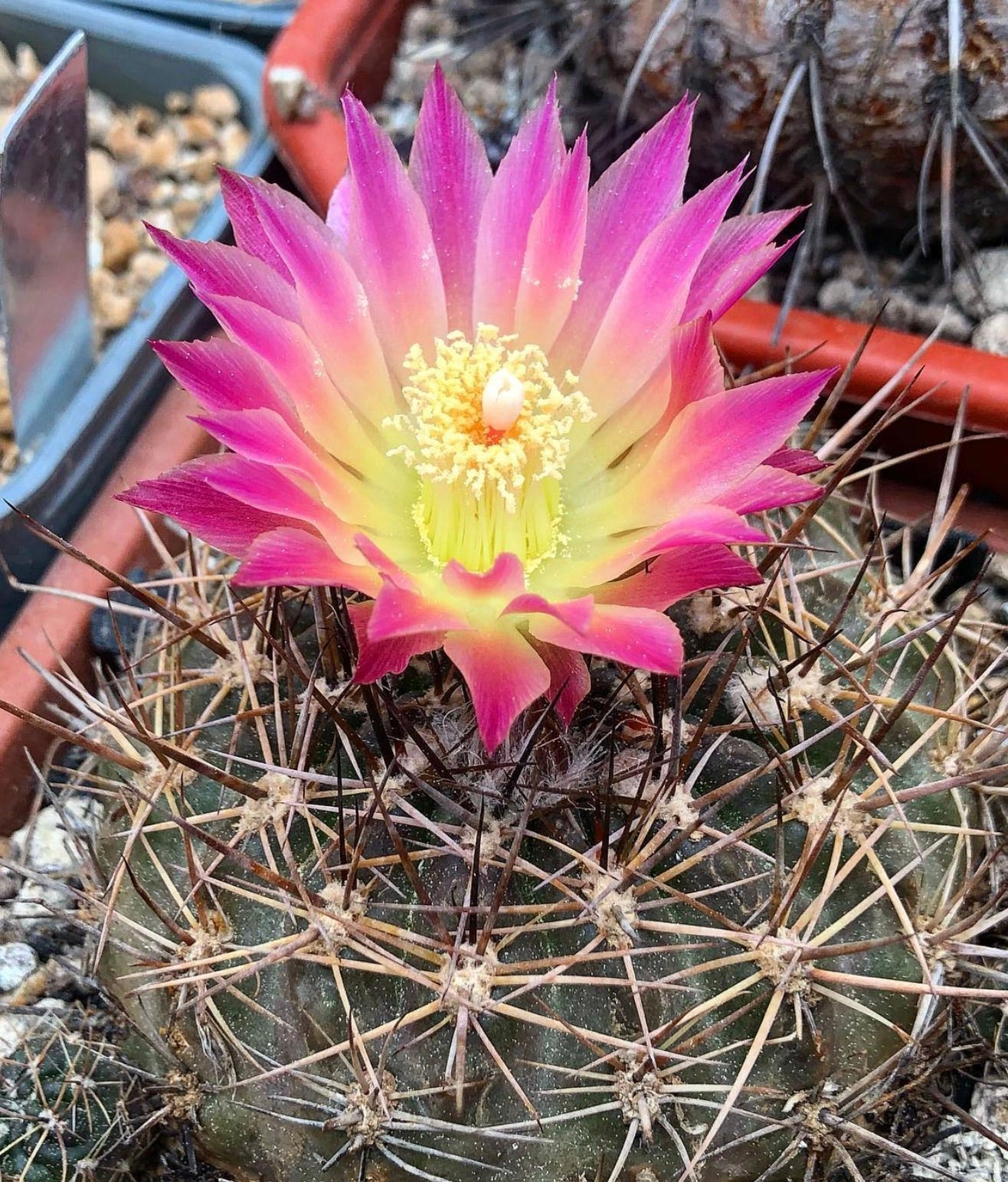 Eriosyce aspillagae rare cactus with vibrant pink and yellow flower and long spines