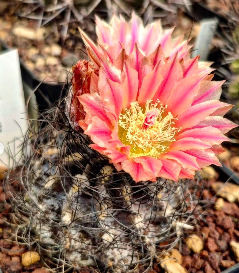 Eriosyce crispa cactus con grandi fiori rosa e gialli e spine scure in terreno roccioso