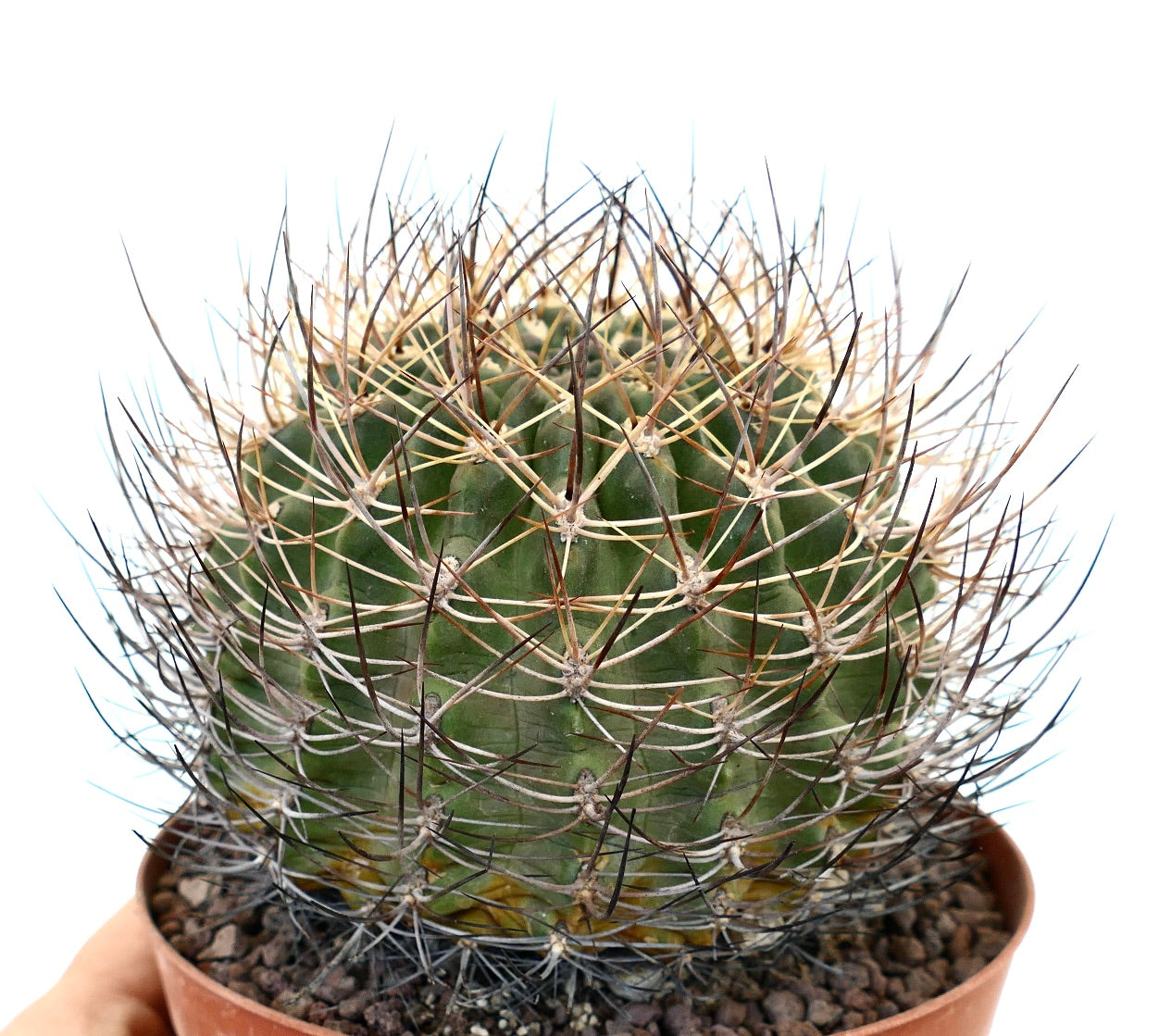 Eriosyce curvispinus rare cactus with dense curved spines in small terracotta pot