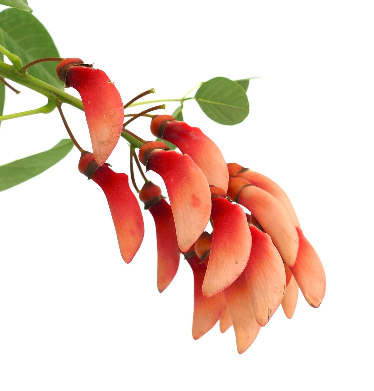 Erythrina dominguezii 40-70cm | Cockspur coral tree