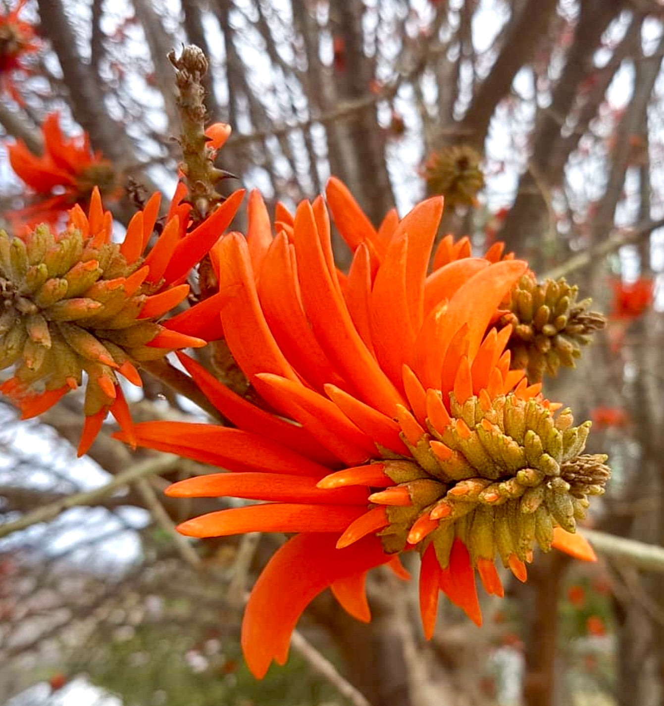 Erythrina melanacantha bright orange spiky flowers on woody branches in natural setting