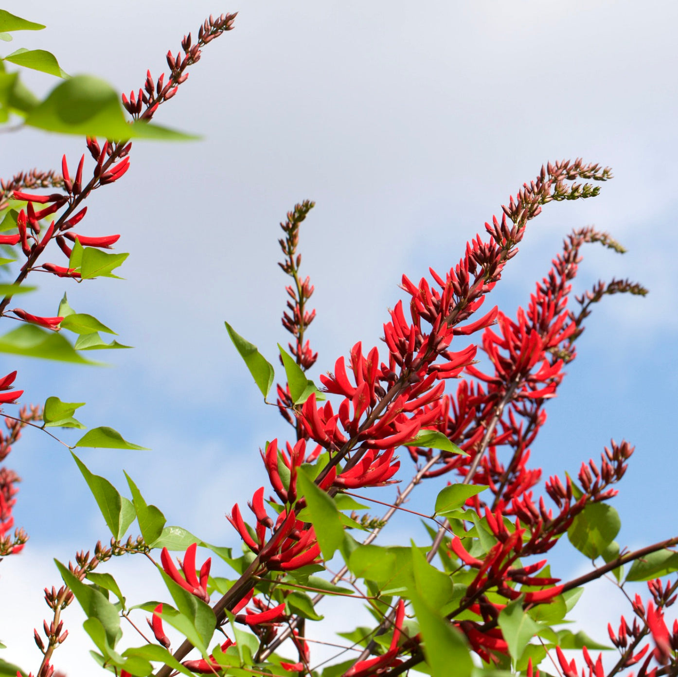 Fiori tubolari rosso vivo di Erythrina × bidwillii con foglie verdi sullo sfondo di un cielo azzurro