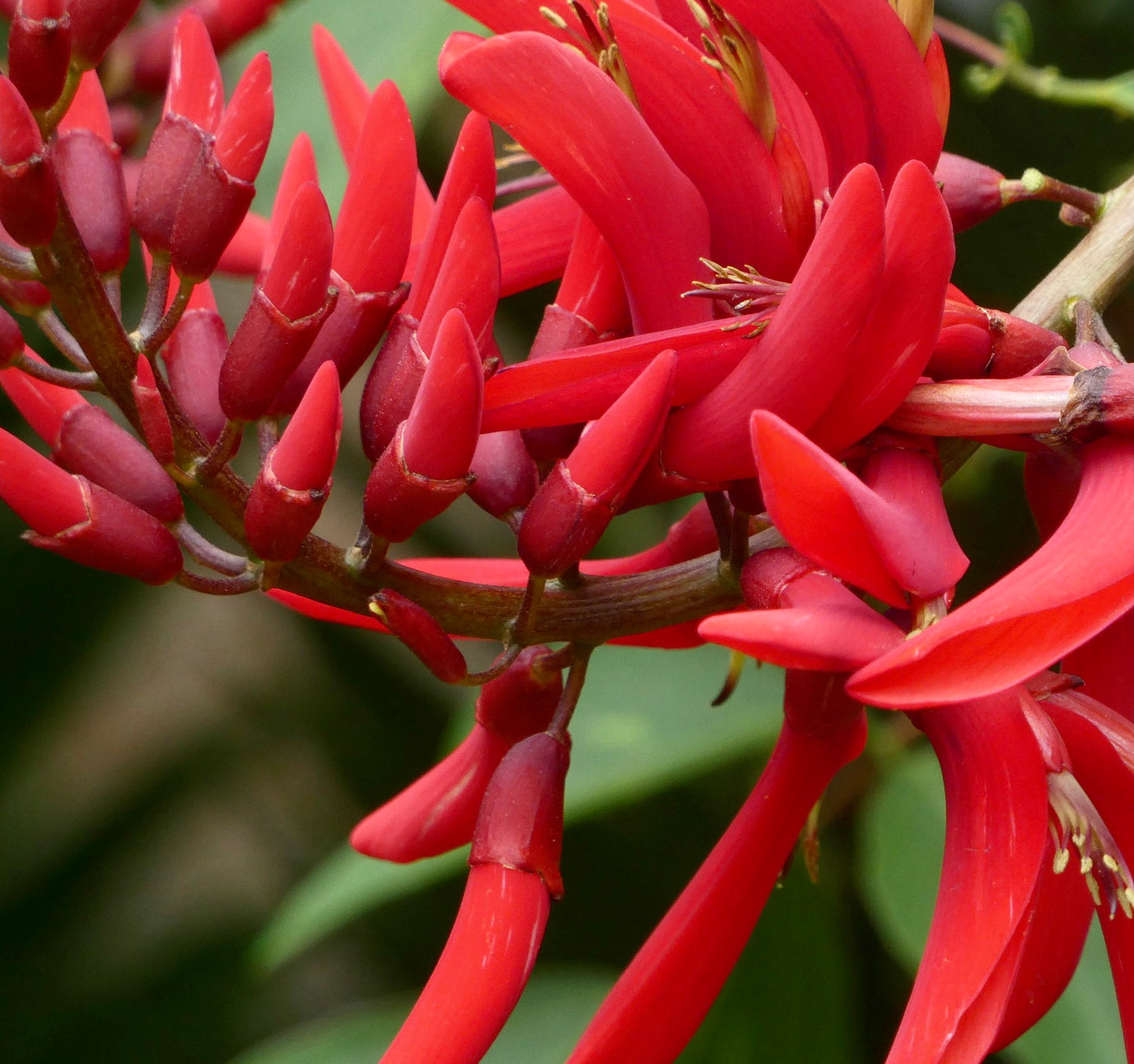 Erythrina × bidwillii | Bidwill's coral tree | Hybrid coral tree