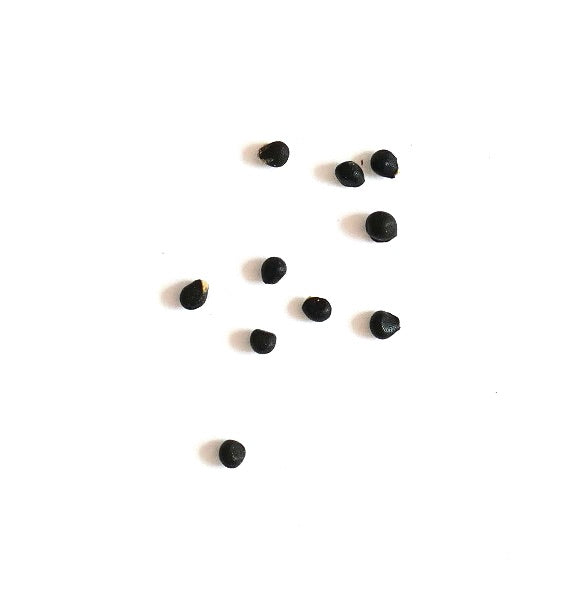 Escobaria abdita 10 SEEDS