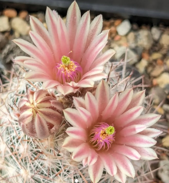 Cactus Escobaria dasyacantha con fiori rosa delicati e steli dalla texture spinosa