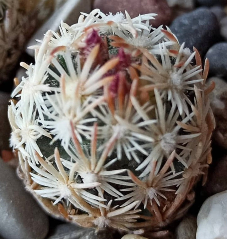 Escobaria nellieae small round cactus with white spines and reddish spine tips on rocky soil