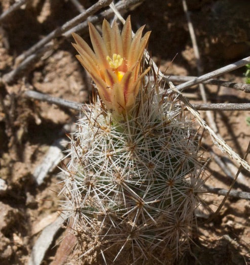 Escobaria robertii rare cactus with dense white spines and small yellow flower in desert soil
