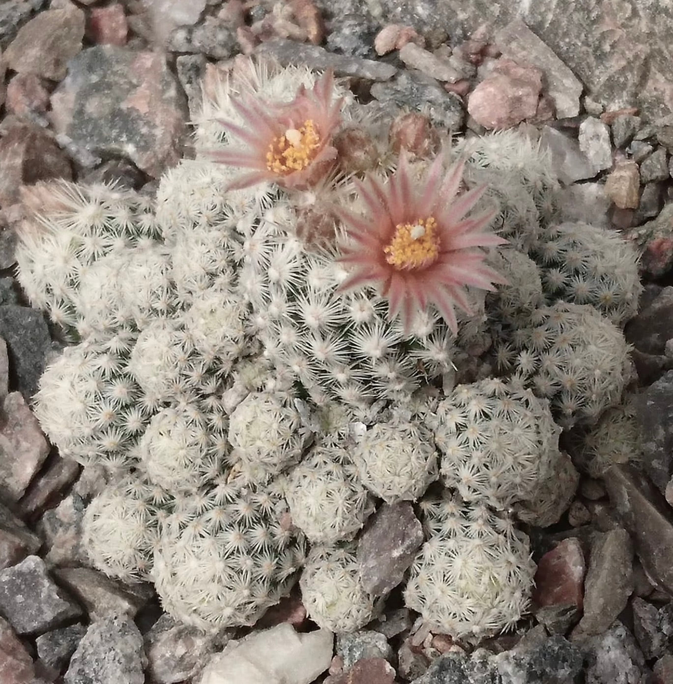 Escobaria sneedii rare succulent cactus with white spines and pink flowers on rocky soil
