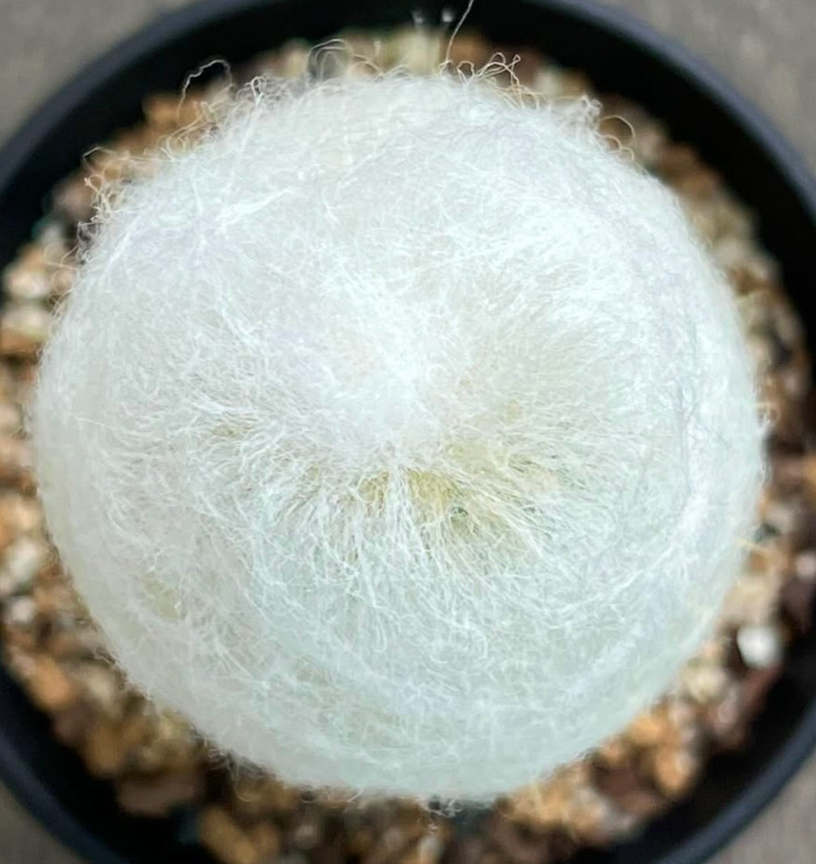 Espostoa huanucensis raro cactus bianco peloso con spine lanose dense in vaso nero