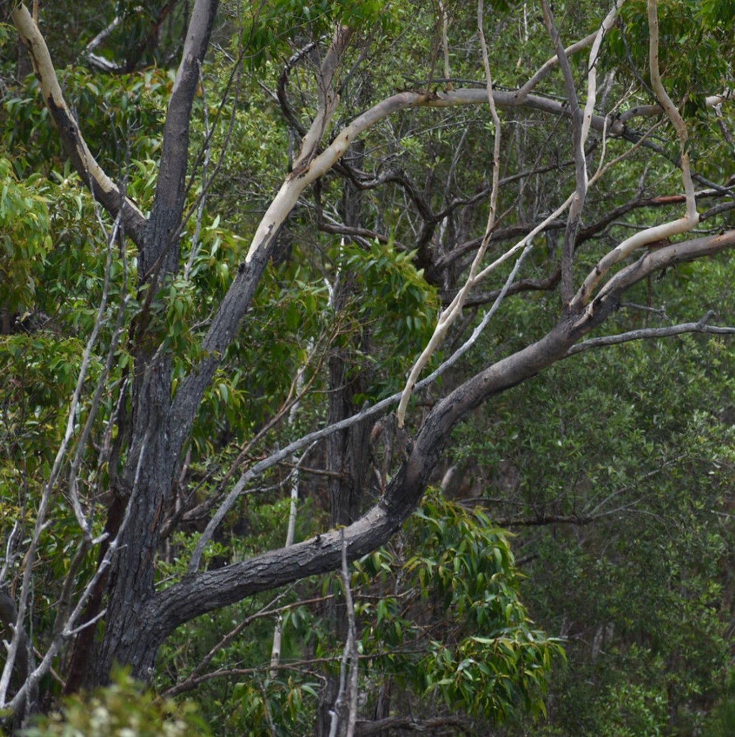 Eucalyptus cloeziana | Gympie Messmate | Yellow Stringybark | SEEDS