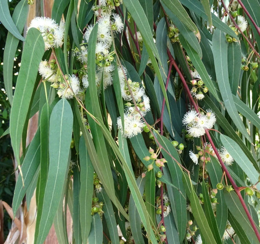 Eucalyptus camaldulensis | River Red Gum Seeds | SEEDS