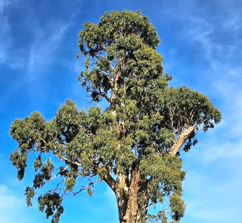Eucalyptus camaldulensis | River red gum | Murray red gum