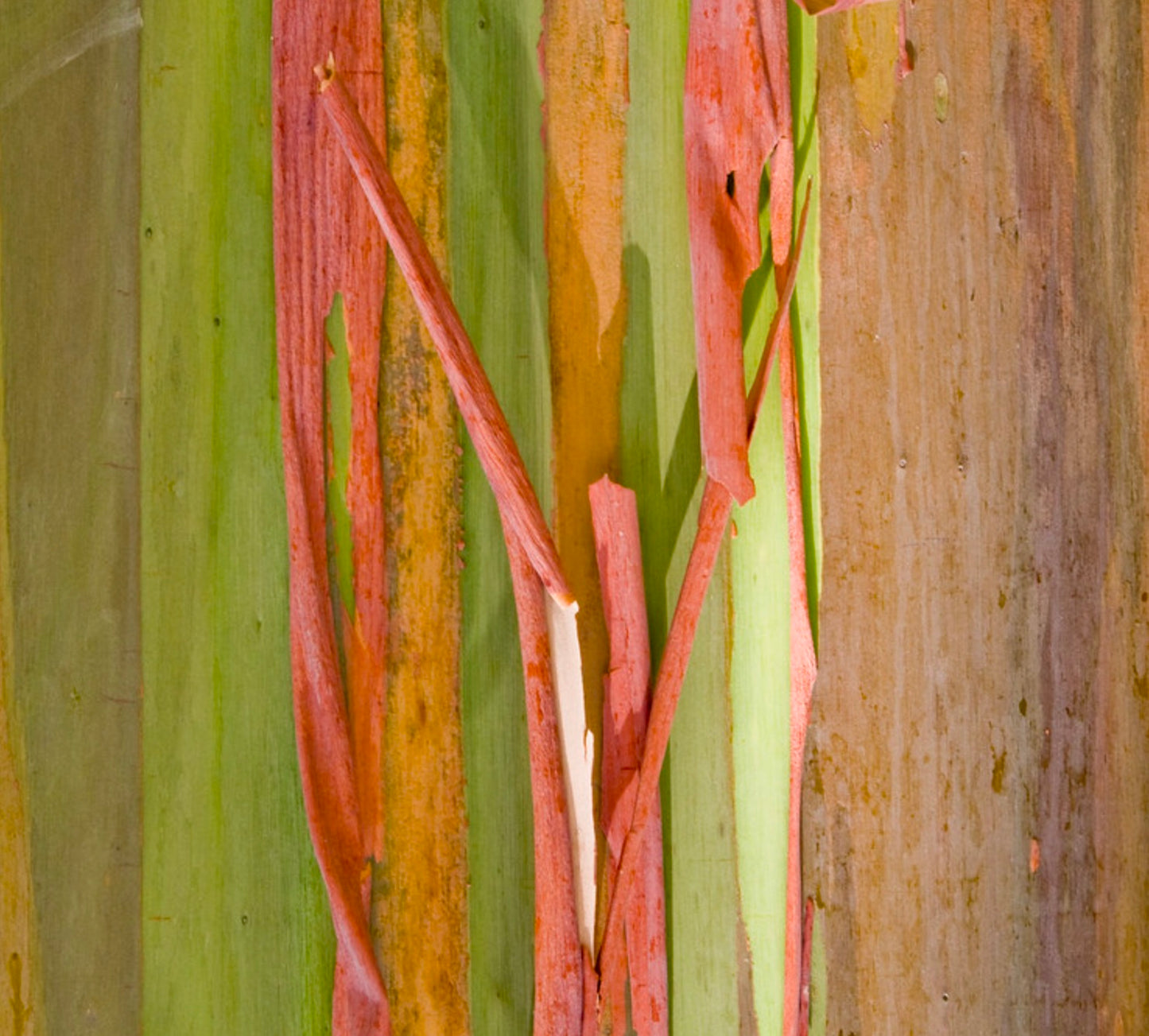 Eucalyptus deglupta | Rainbow Eucalyptus | Mindanao Gum | SEEDS